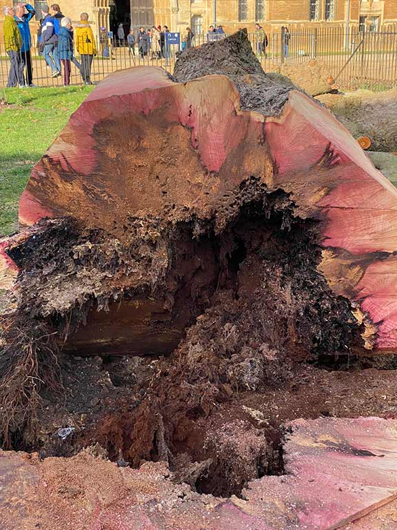 Extensive decay revealed when the trunk was felled