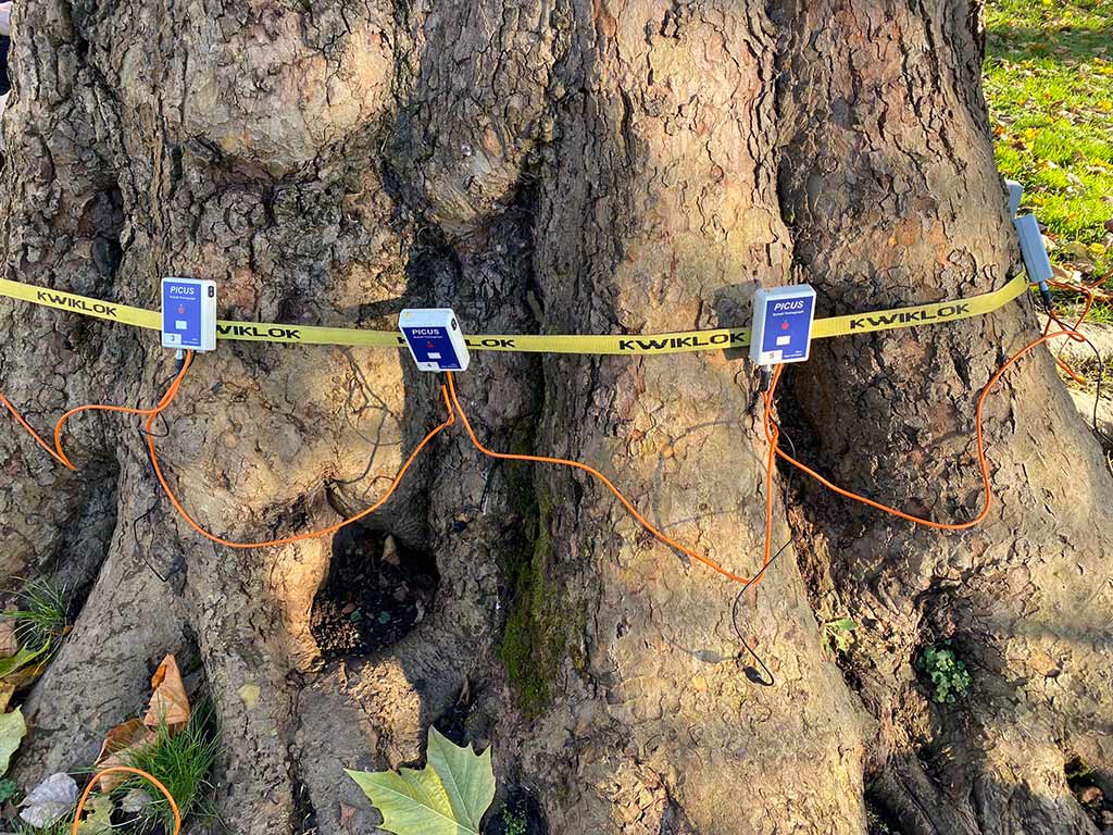 Tomograph sensors in position on the tree