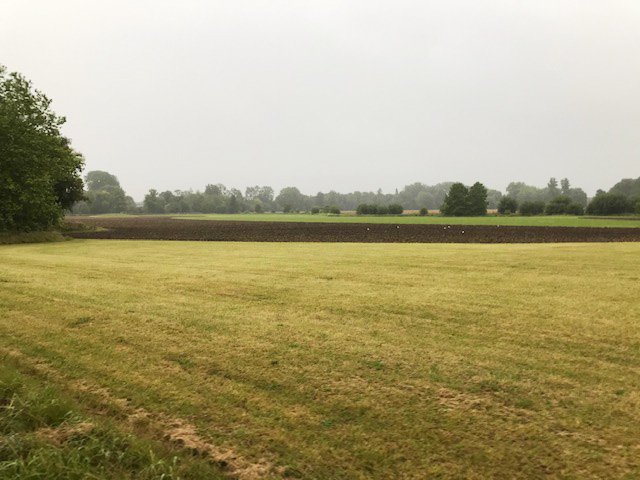 The area in the foreground hasn’t been cultivated as it has a strong population of cowslips