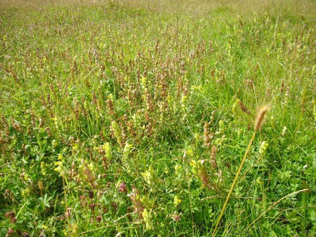 The donor meadow ready to be cut