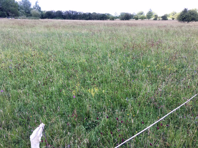 The donor meadow ready to be cut.