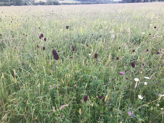 Great Burnet at Long Mead