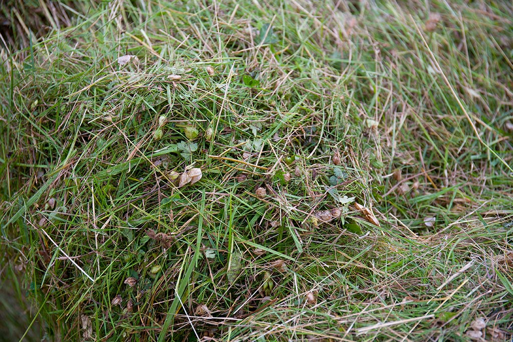 Close up of green hay with plenty of seedpods in it