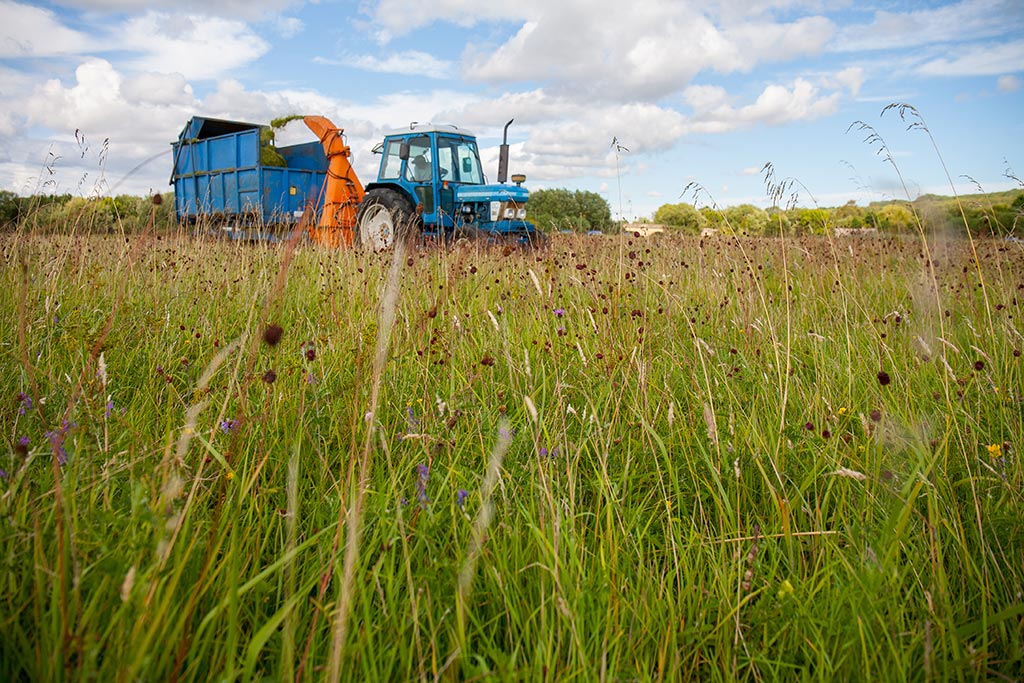 Harvesting the green hay at Long Mead with a direct cut forage harvester