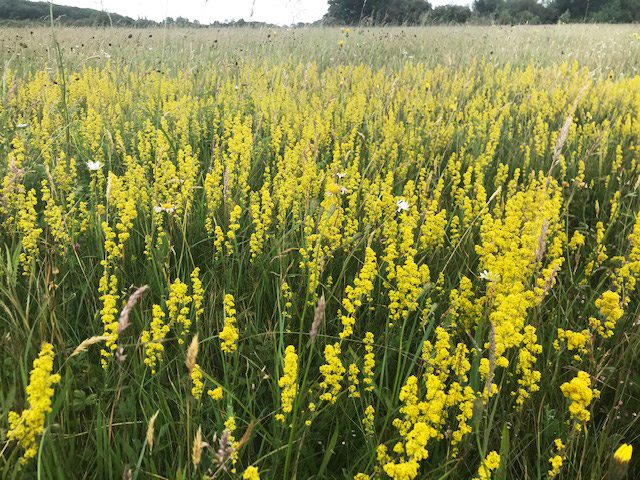 Lady’s Bedstraw at Long Mead