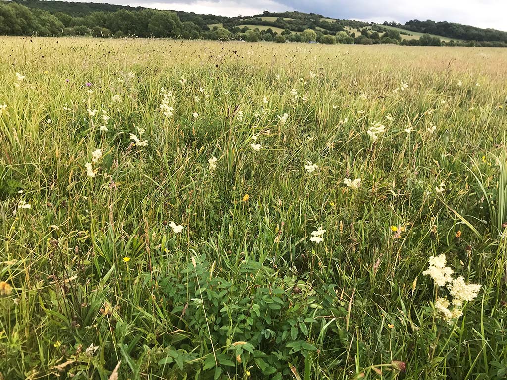 Long Mead in mid-June