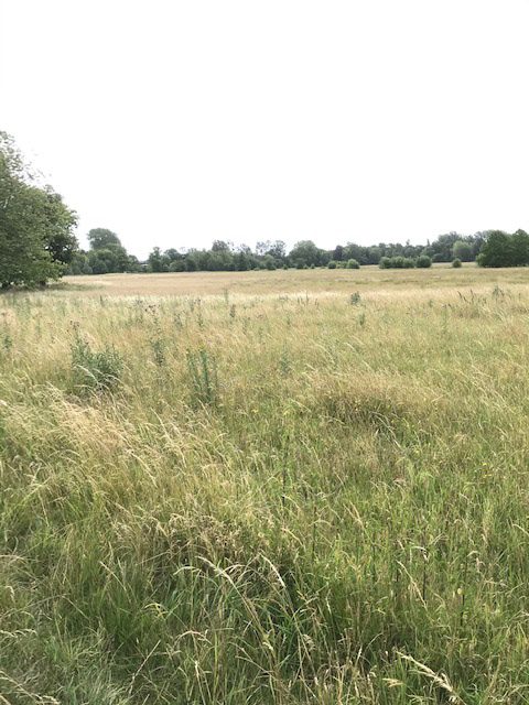 Christ Church Meadow prior to hay cut in mid-July, mainly grasses and thistles
