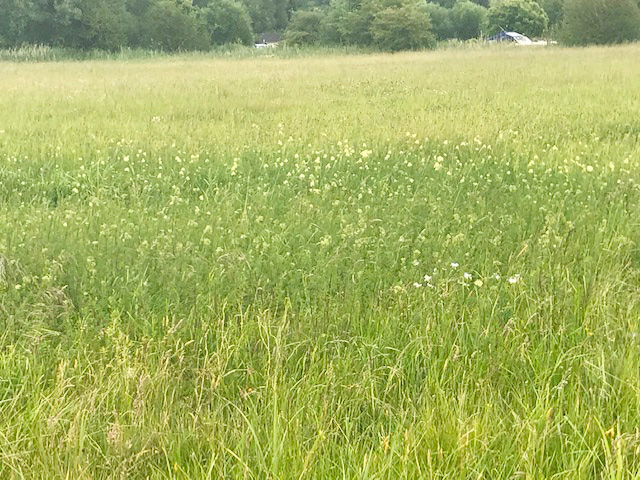 Meadow Rue at Long Mead