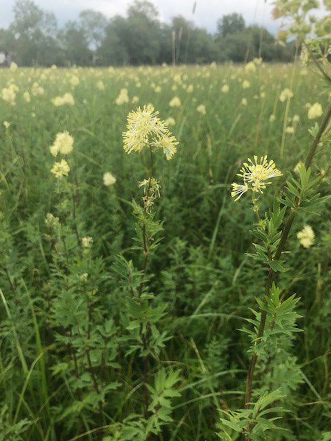 Meadow Rue at Long Mead