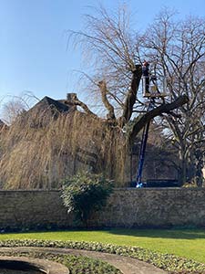Repollarding the Memorial Garden Weeping Willow