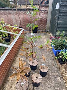 Collection of young oak trees ready to be planted in the Meadow