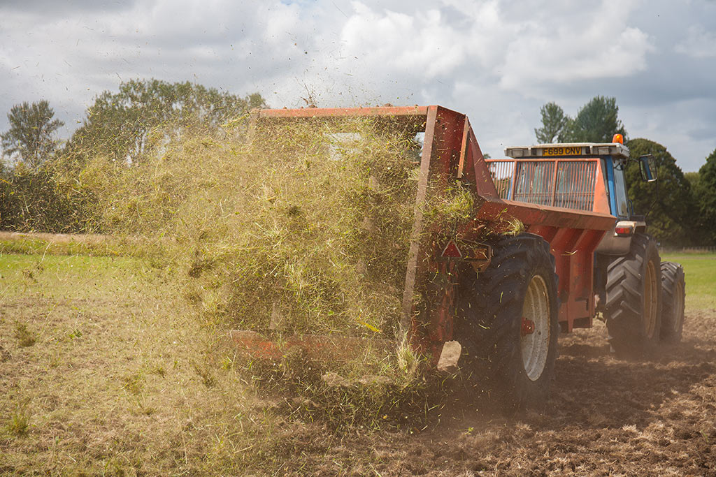 Spreading the green hay