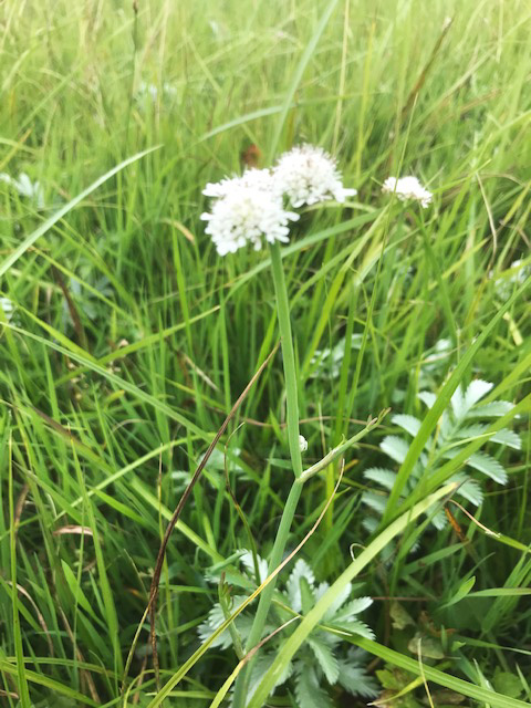 Tubular Water Dropwort and Silverweed in Christ Church Meadow