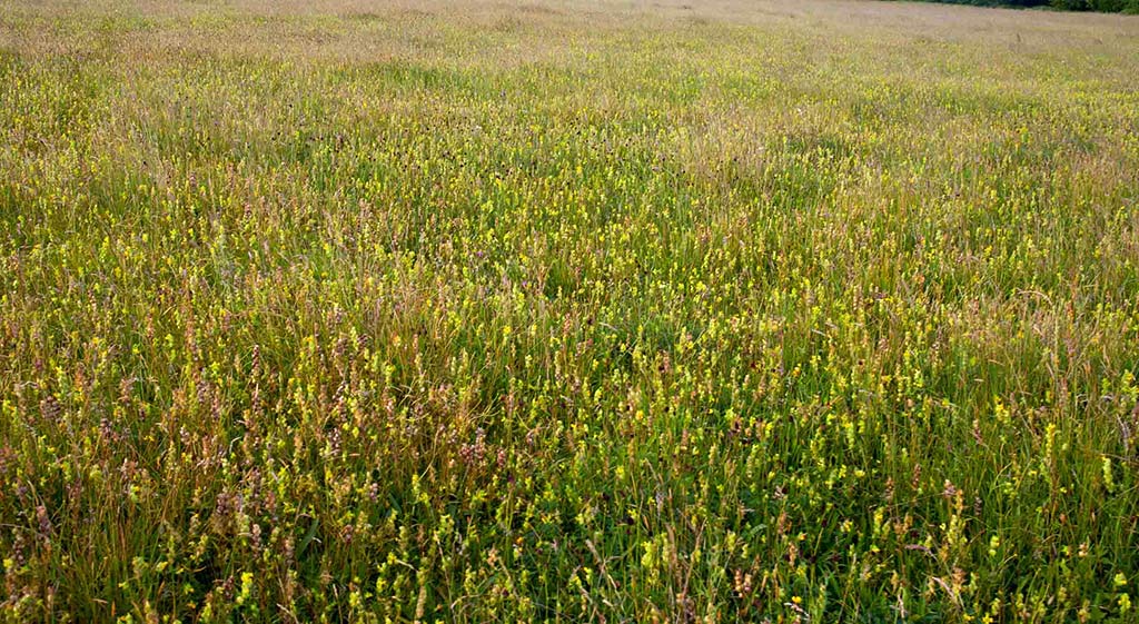 Yellow Rattle in the donor meadow