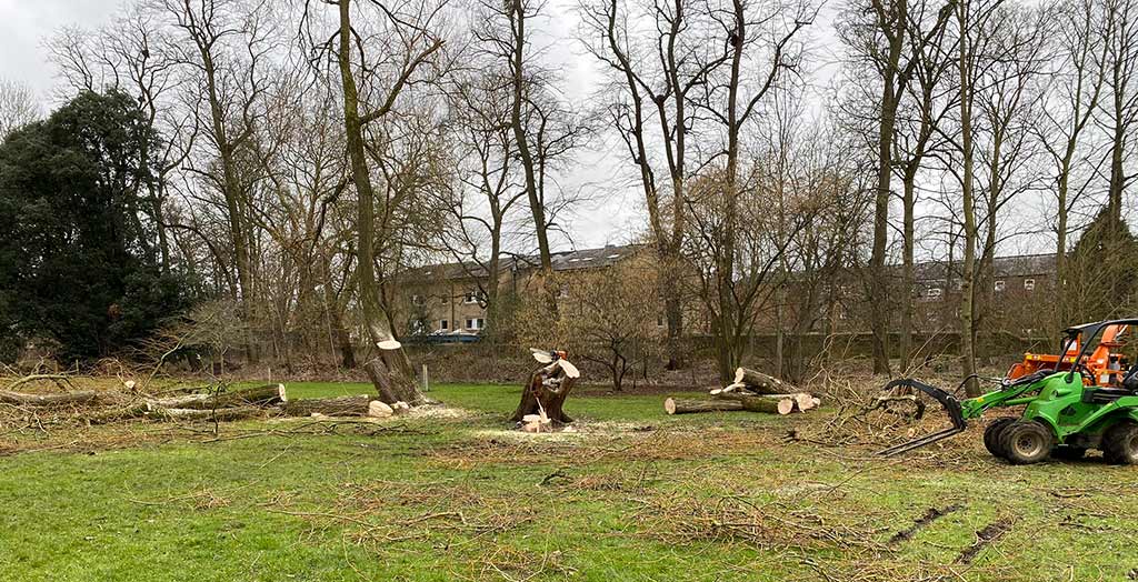 Felling one of the Crack Willows on Ansell’s Field