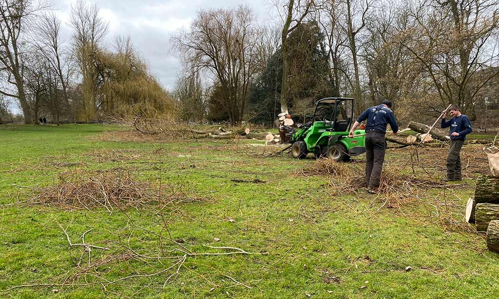 Felling one of the Crack Willows on Ansell’s Field