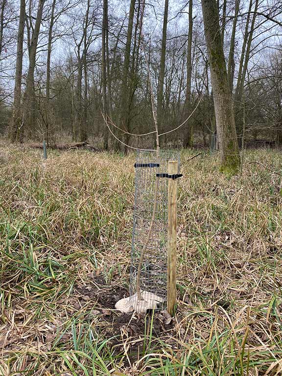 Native Black Poplars planted on Boathouse Island