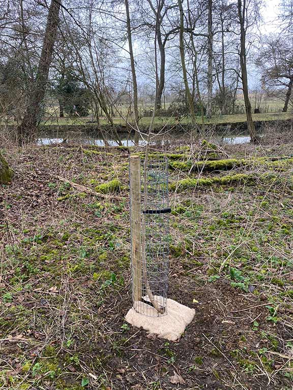 Native Black Poplars planted on Boathouse Island