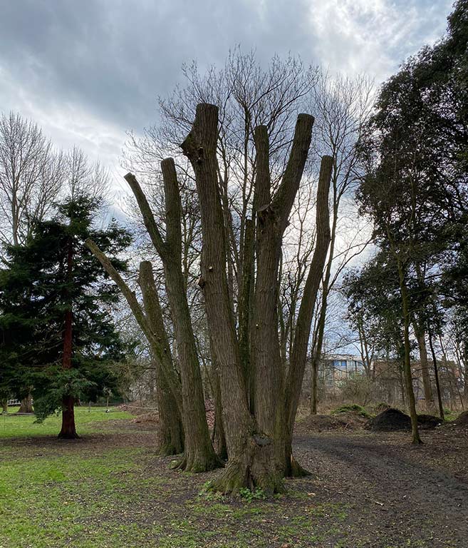 High and low pollards on Ansell’s Field