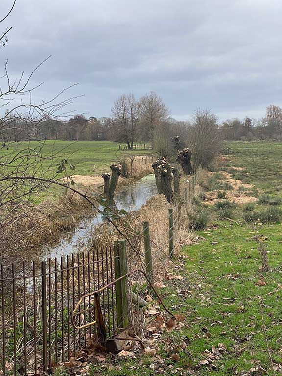 Pollarding the willows across the centre of Christ Church Meadow