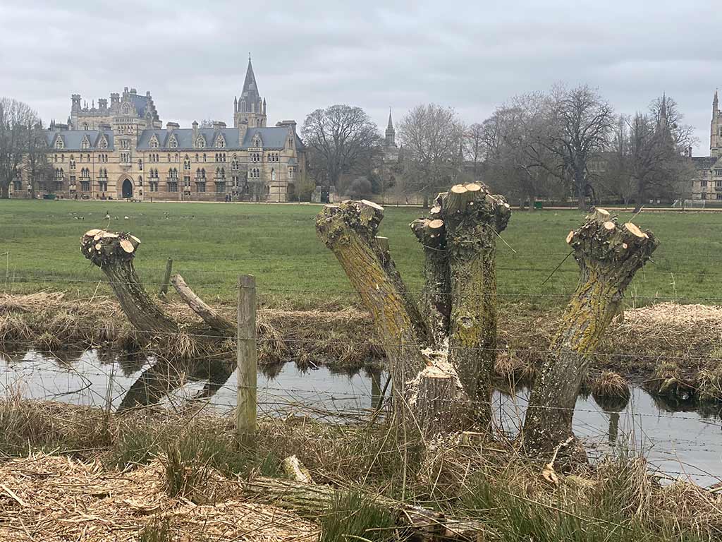 Pollarding the willows across the centre of Christ Church Meadow