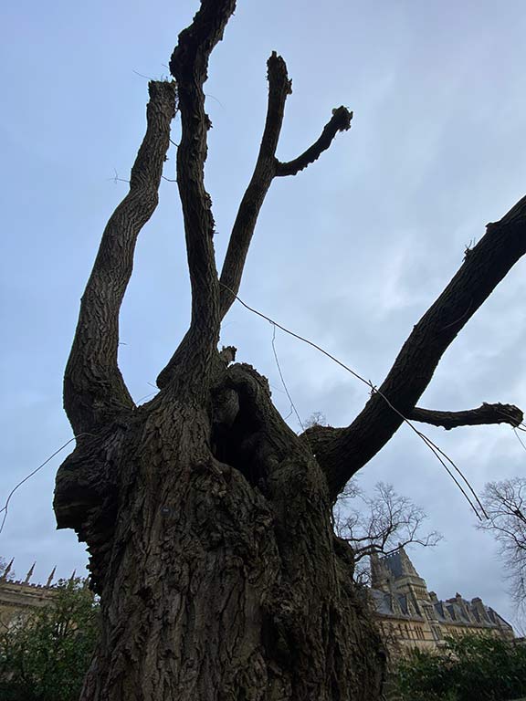 Repollarding the Memorial Garden Weeping Willow