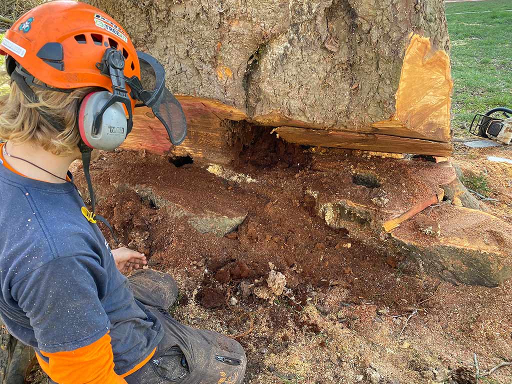 Extensive decay revealed when the trunk was felled