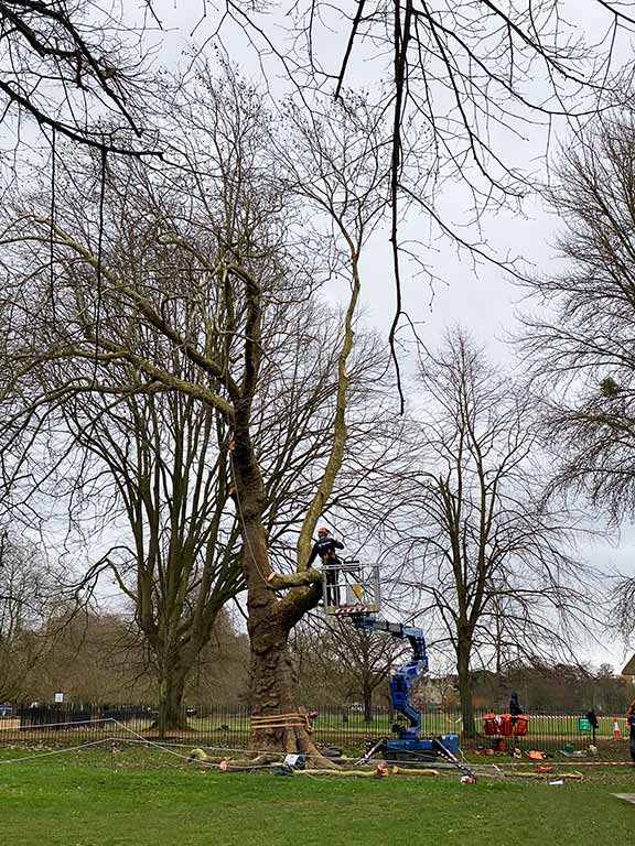 Carefully removing the branches from the tree ready for felling