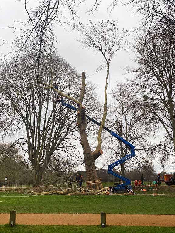 Carefully removing the branches from the tree ready for felling