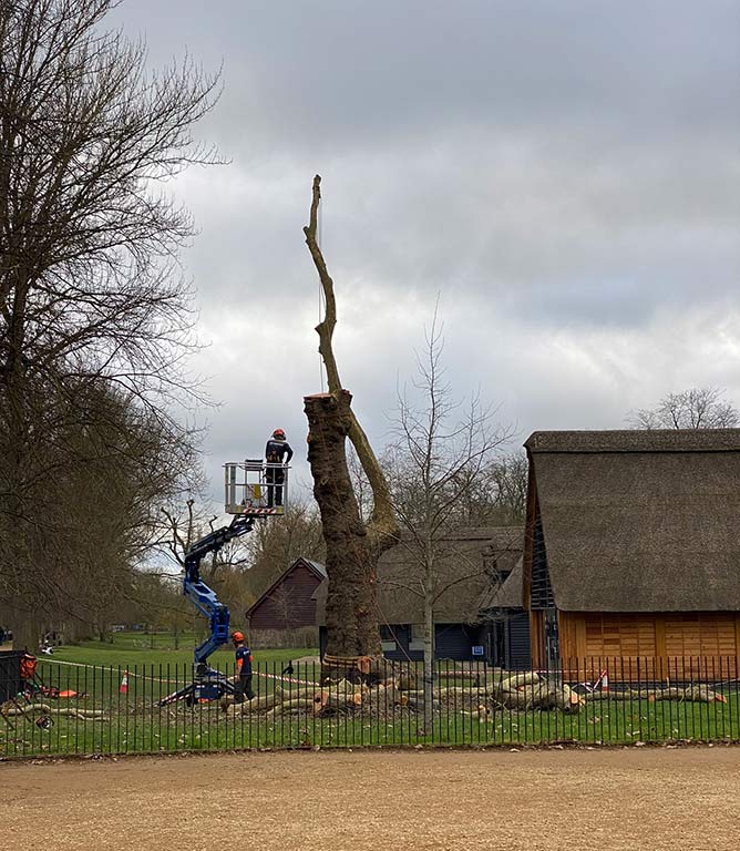 Carefully removing the branches from the tree ready for felling