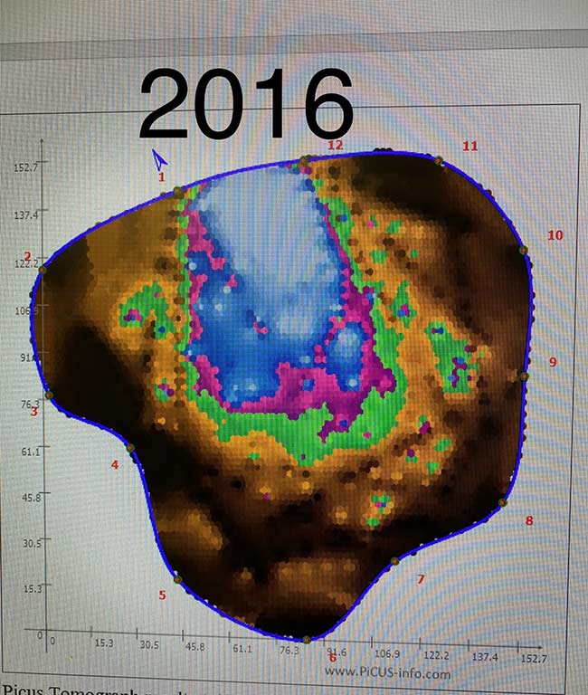 Tomograph images from 2012 and 2016, the blue is decayed timber, the dark brown is solid wood, so the trunk is around one third decayed