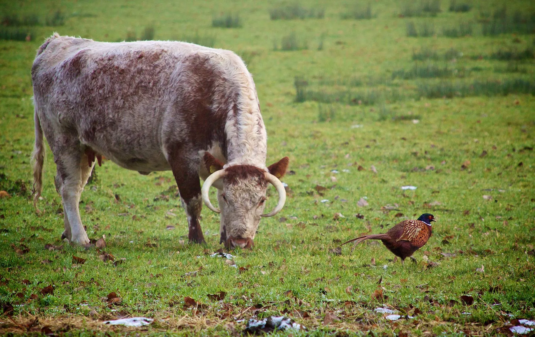 Longhorn cattle grazing in the meadow
