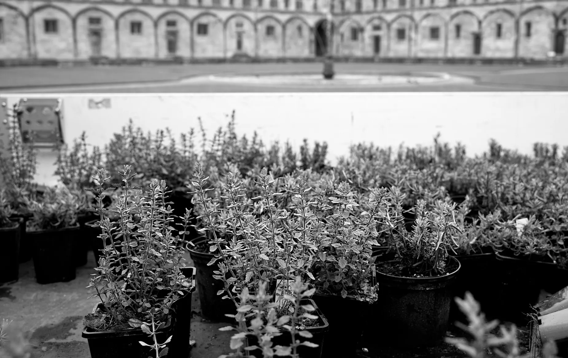 Lavender and Germander shrubs on a trailer