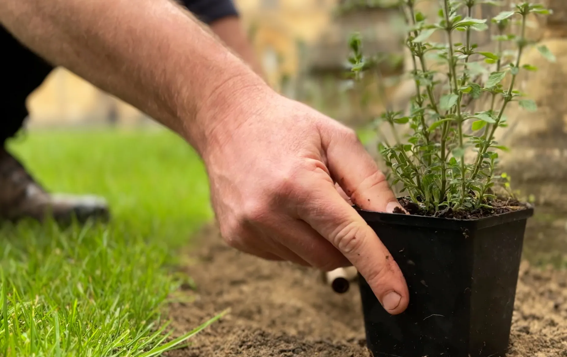 Steve's hand placing a shrub on the ground