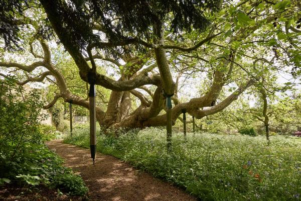 Pococke tree in the Pococke Garden