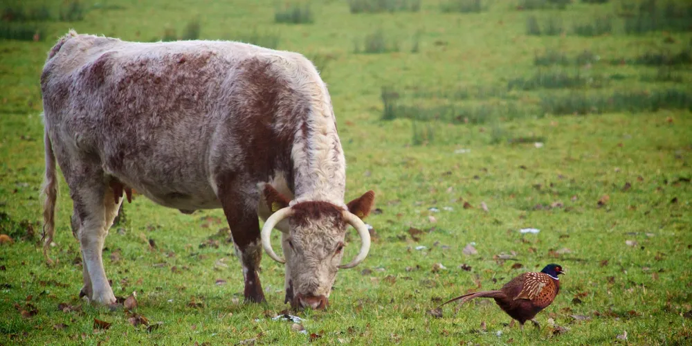 Longhorn cattle grazing in the meadow