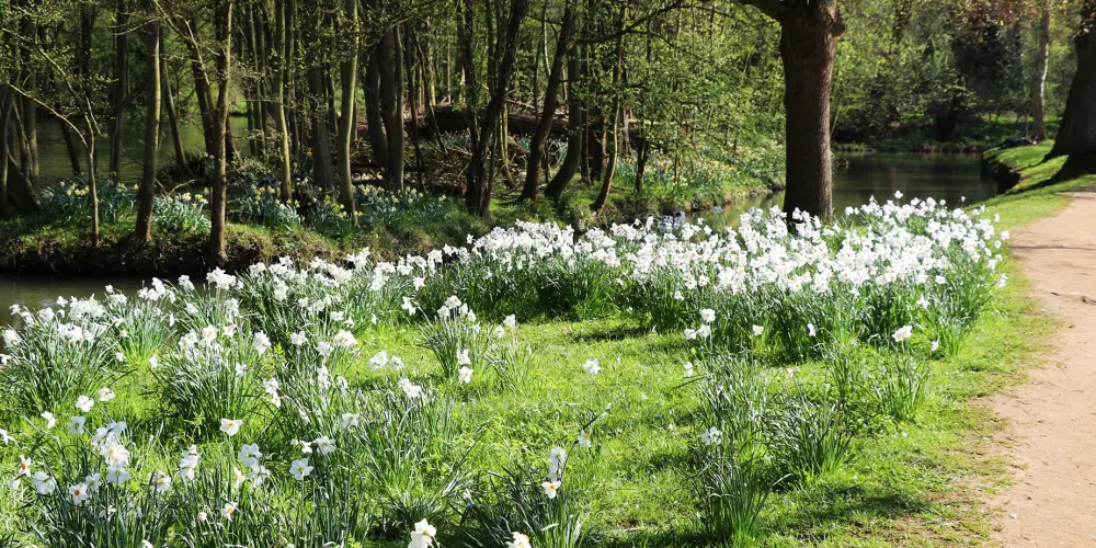 Daffodils in bloom along the Cherwell path