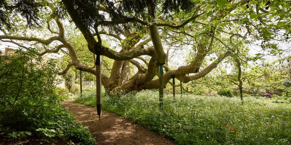 Pococke tree in the Pococke Garden