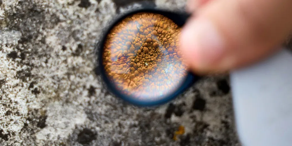 Lichens under a magnifying glass