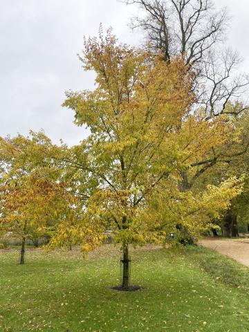 A tree in autumn bloom at Christ Church