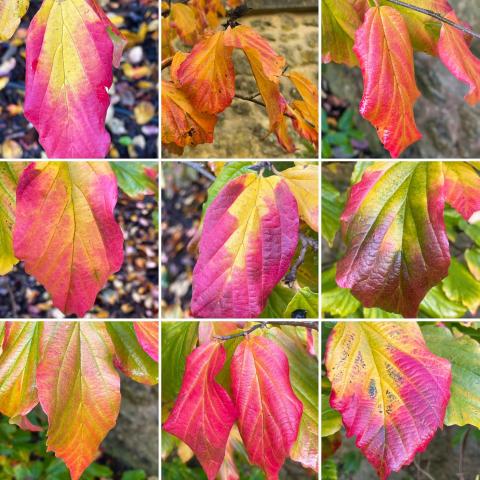 Richly coloured leaves of the Persian Ironwood (Parrotia persica) in the Masters Garden