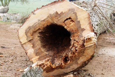 Visible decay in the core of a felled poplar