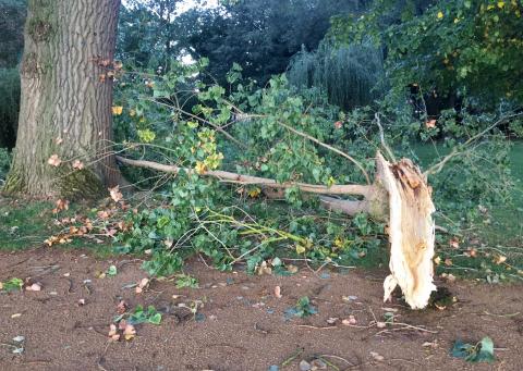 A fallen poplar branch