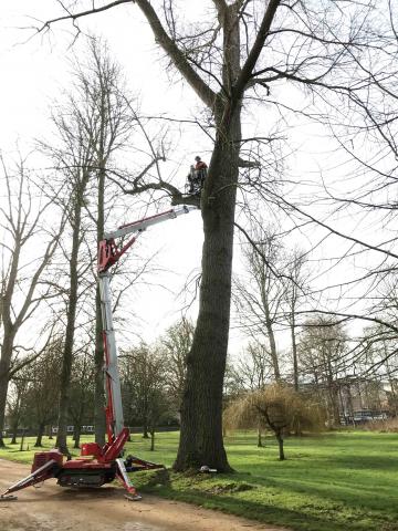 A crew in a crane checking the old poplars for bats