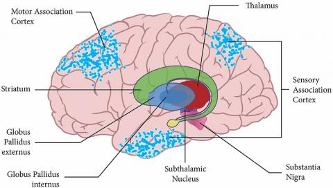 A diagram of the brain