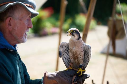 Tudor Fayre falconry