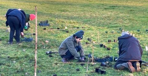 Wildflower planting in Christ Church Meadow