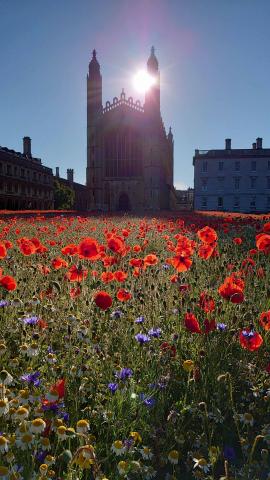 The wildflower meadow at King's College, Cambridge