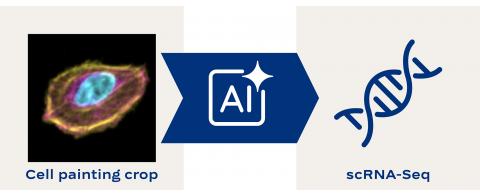 Diagram showing how PhenoSeq uses AI to translate cell images into detailed molecular information