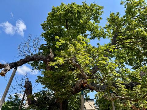 Alice's Tree